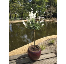 În imagine este prezentat un copac pestriț în ghiveci în fața unui iaz.