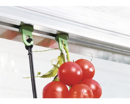 Roșii pe suport de seră cu clemă și sfoară