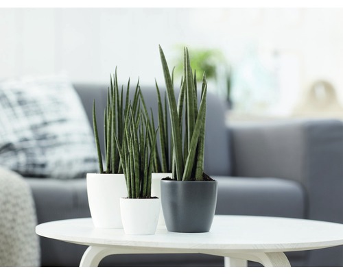 Trei plante Sansevieria în ghivece pe o masă în camera de zi.