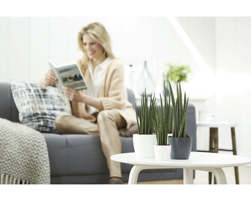 Living cu femeie pe canapea și trei plante Sansevieria pe masă