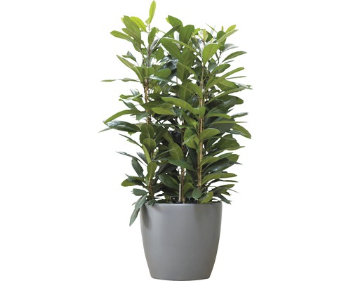 Ficus benjamina în ghiveci