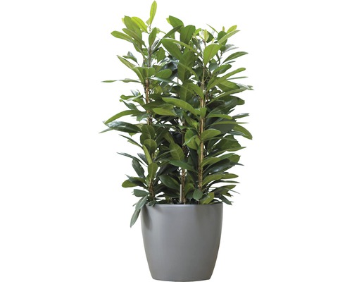 Laurul cireșesc în ghiveci ca plantă de interior