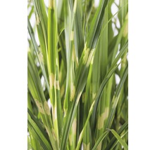 Iarba elefantului FloraSelf Miscanthus sinensis 'Strictus' H 10-100 cm Co 3 L