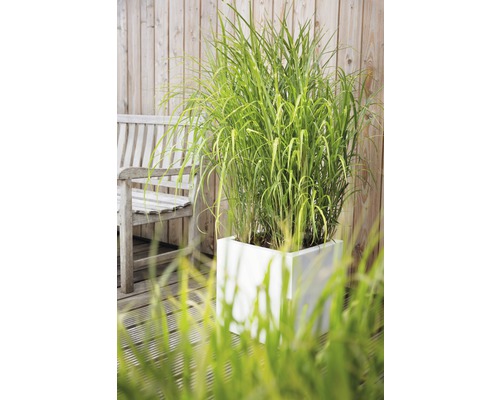 Vedere de grădină cu iarbă ornamentală într-un ghiveci alb și o bancă de lemn