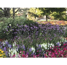 Parteră cu diverse plante cu flori în aer liber