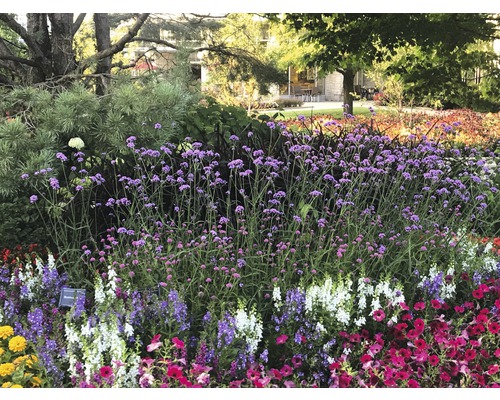 Parteră cu diverse plante cu flori în aer liber