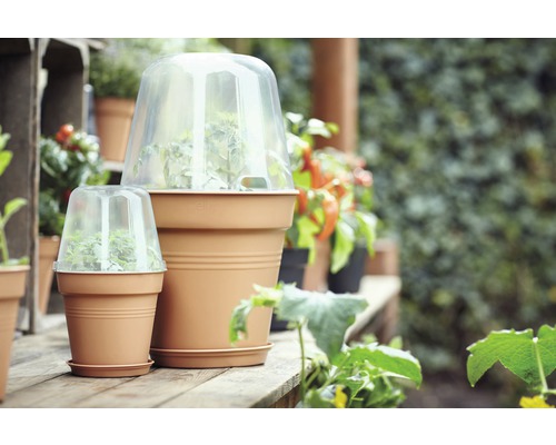 Scenă cu ghivece de flori și clopote transparente pentru plante pe o masă de lemn afară.