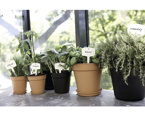 Diverse ierburi și plante legumicole în ghivece cu etichete pentru plante.