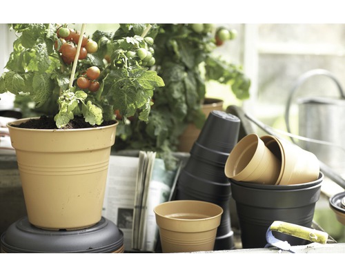 Plantă de roșii în ghiveci și stivă de ghivece de flori din plastic