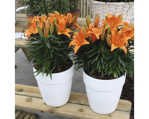 Doi crini portocalii în ghivece albe pe o masă de lemn.