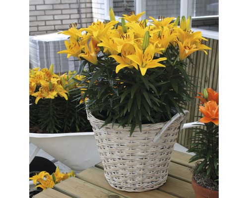 Crini galbeni într-un coș împletit ca decorațiune de grădină