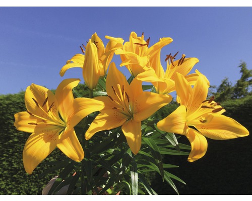 Flori de crin galbene cu frunze verzi pe fundal de cer albastru