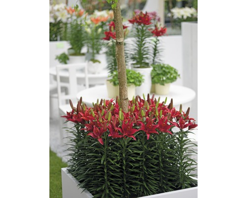 Inflorescență de crin roșu într-un ghiveci de flori cu un copac mic