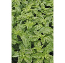 Busuioc FloraSelf Ocimum basilicum 'Gekom' ghiveci Ø 12 cm