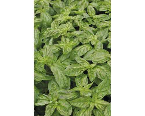 Busuioc FloraSelf Ocimum basilicum 'Gekom' ghiveci Ø 12 cm