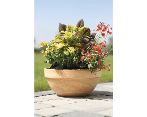 Ghiveci de flori plantat cu margarete galbene, Coleus și flori roșii