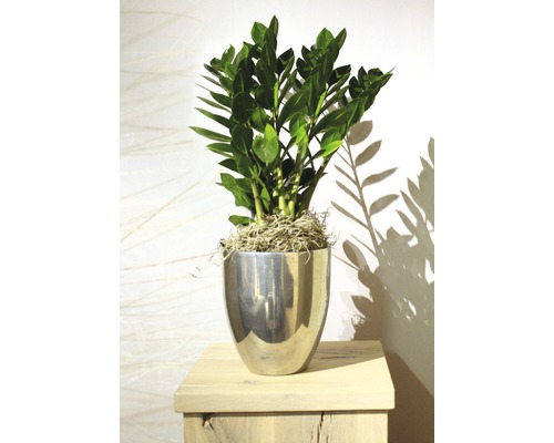 Zamioculcas în ghiveci argintiu pe o masă