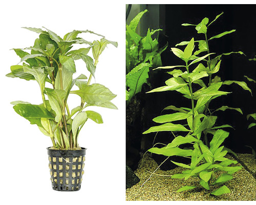 Plantă de acvariu în ghiveci și plantă de acvariu în acvariu