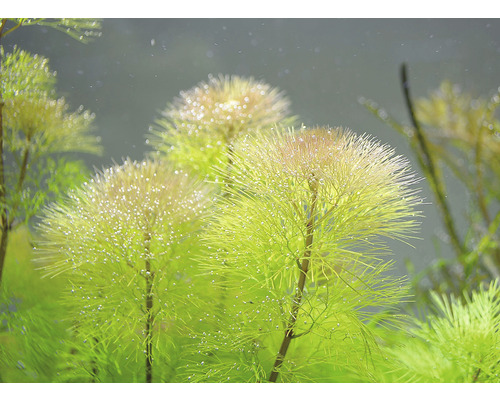 Plantă de acvariu cu frunze fine și bule de oxigen