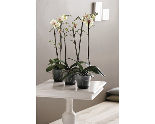Trei orhidee în ghivece pe o masă albă