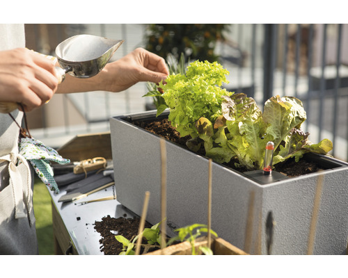 Persoană care umple o jardinieră înălțată cu răsaduri de salată și termometru