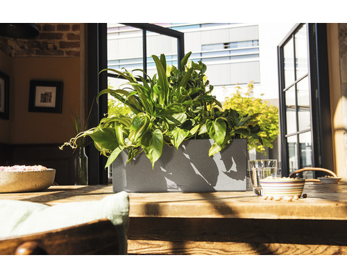 Jardinieră cu plante pe o masă de lemn în fața unei ferestre