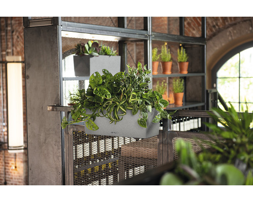 Scenă cu jardiniere gri plantate pe un raft metalic.