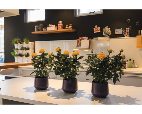 Trei trandafiri galbeni în ghivece pe un blat de bucătărie.