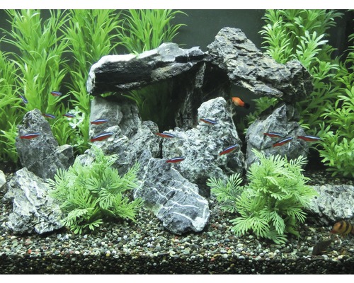 Acvariu decorativ cu roci, plante și pești