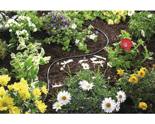 Grădină cu flori și furtun de irigare