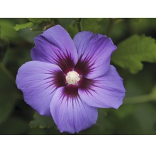 Prim-plan cu o singură floare de hibiscus albastru cu centru închis la culoare.