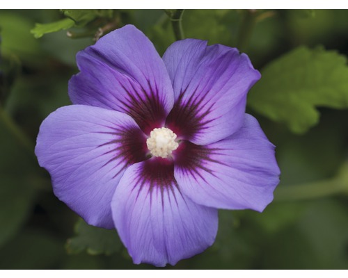 Prim-plan cu o singură floare de hibiscus albastru cu centru închis la culoare.