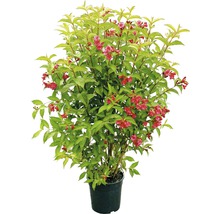 Arbust de Weigelia înflorită în ghiveci