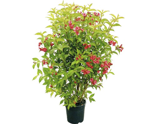 Arbust de Weigelia înflorită în ghiveci