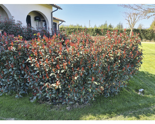 Gard viu Photinia în grădină