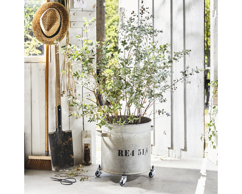 Plantă de eucalipt într-o jardinieră pe roți cu unelte de grădinărit în fața unui perete de lemn