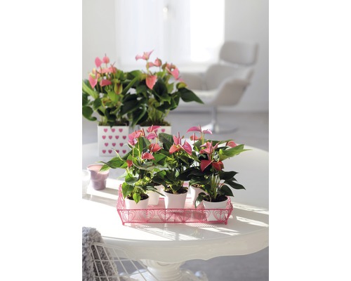 Fotografie de interior cu anturium roz în ghivece pe o masă