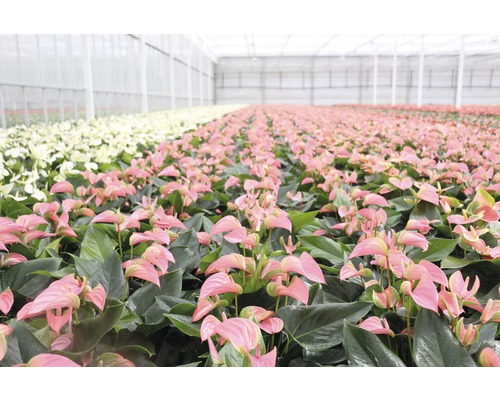 Seră cu plante anthurium