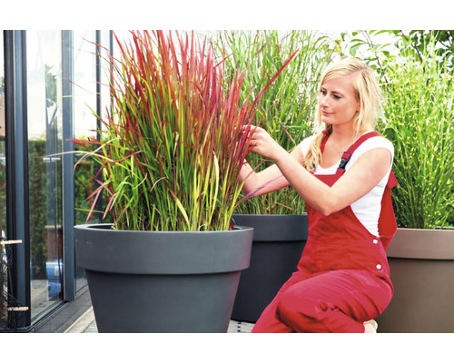 Femeie care îngrijește iarbă ornamentală într-o jardinieră.