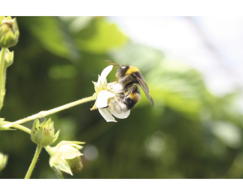 Bondar pe floare de căpșun