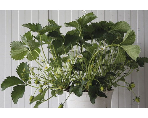 Plantă de căpșuni în ghiveci cu căpșuni și flori