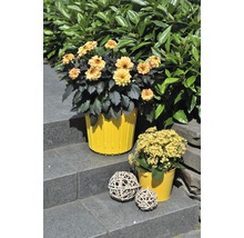 Dalii galbene într-un ghiveci și bile decorative pe o scară