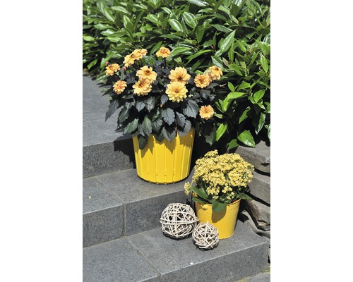 Dalii galbene într-un ghiveci și bile decorative pe o scară