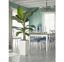 Interior cu bananier în ghiveci alb, masă de sufragerie și scaune