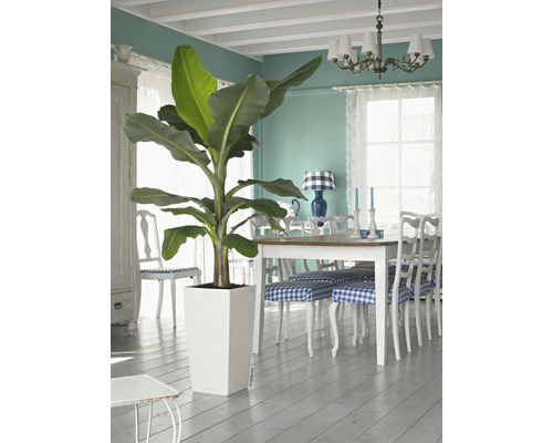 Interior cu bananier în ghiveci alb, masă de sufragerie și scaune