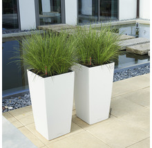 Două jardiniere albe cu plante la exterior