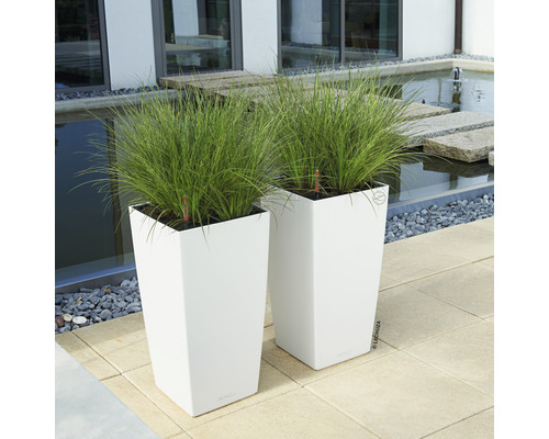 Două jardiniere albe cu plante la exterior