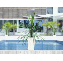 Plantă în jardinieră la piscină