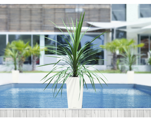 Plantă în jardinieră la piscină