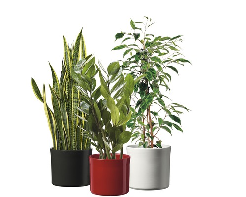 Trei plante de interior în ghivece